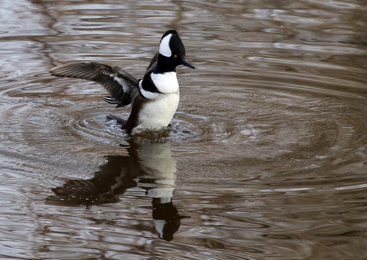 Hooded Merganser - Alan Versaw