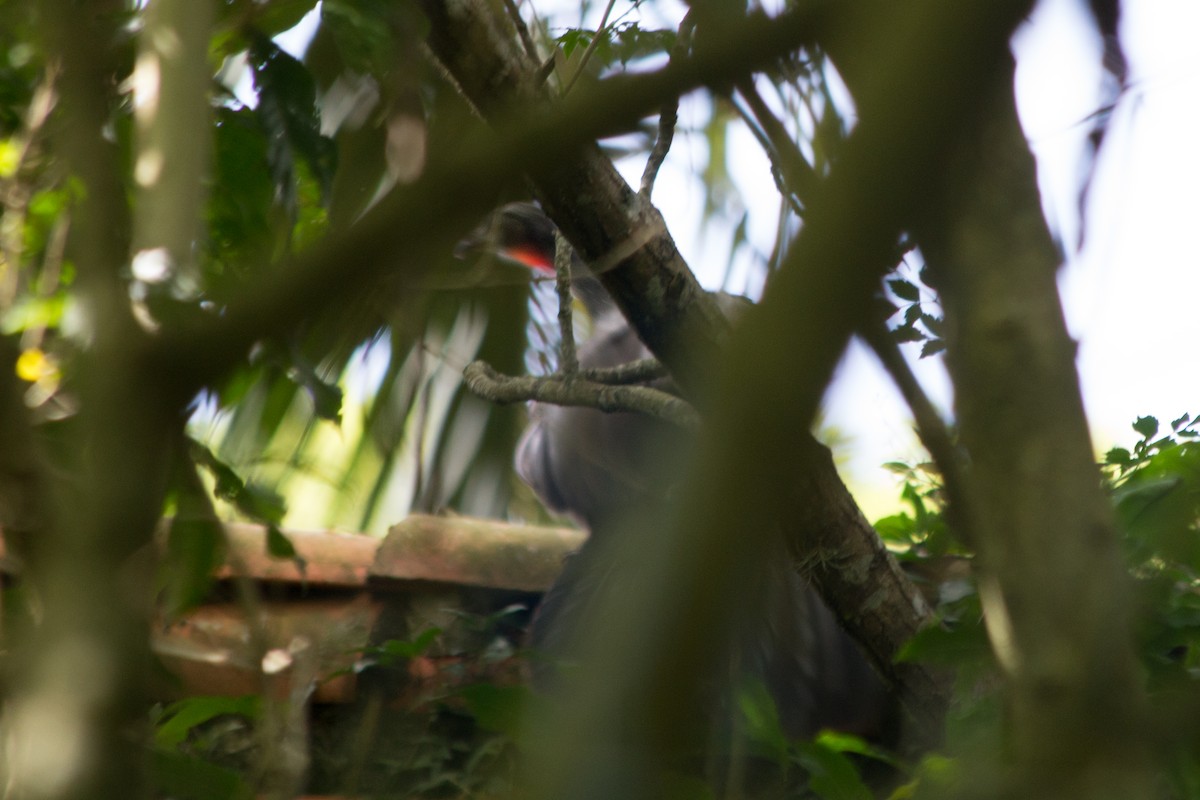 Dusky-legged Guan - ML81160871