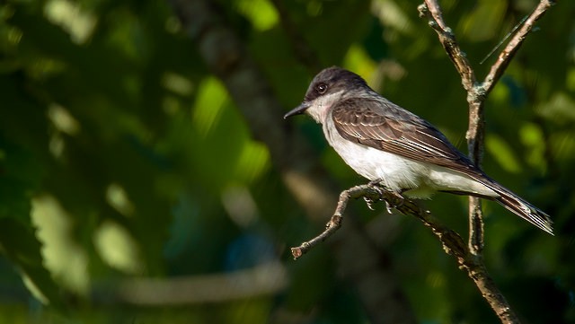 Eastern Kingbird - Miguel Acosta