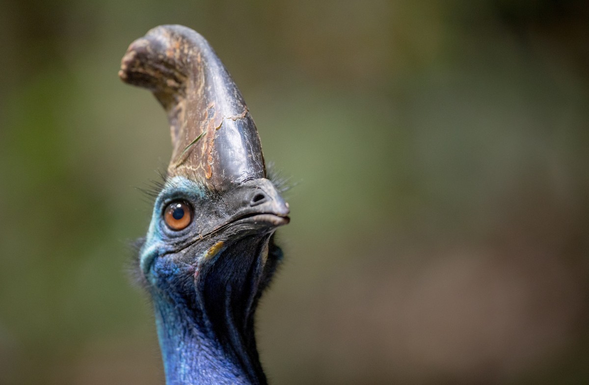 Southern Cassowary - ML81162761