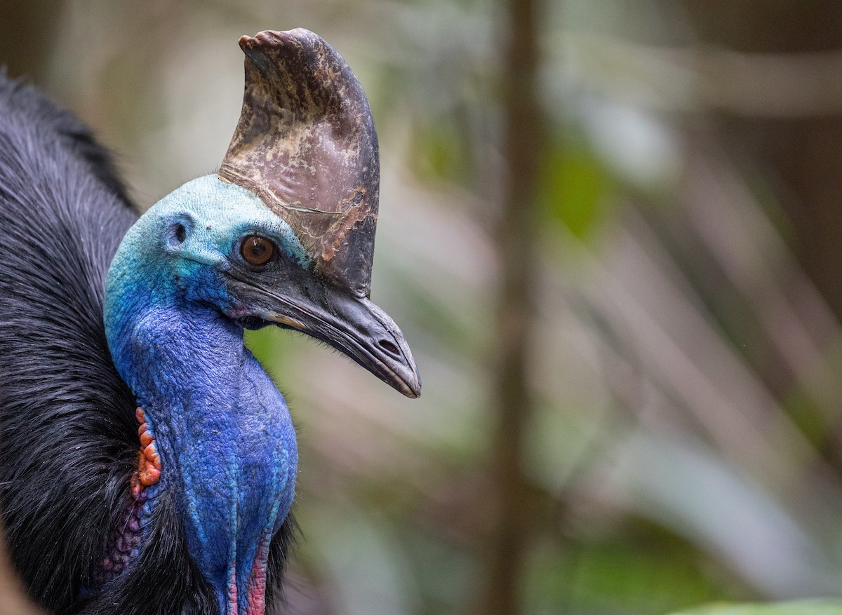 Southern Cassowary - ML81162871