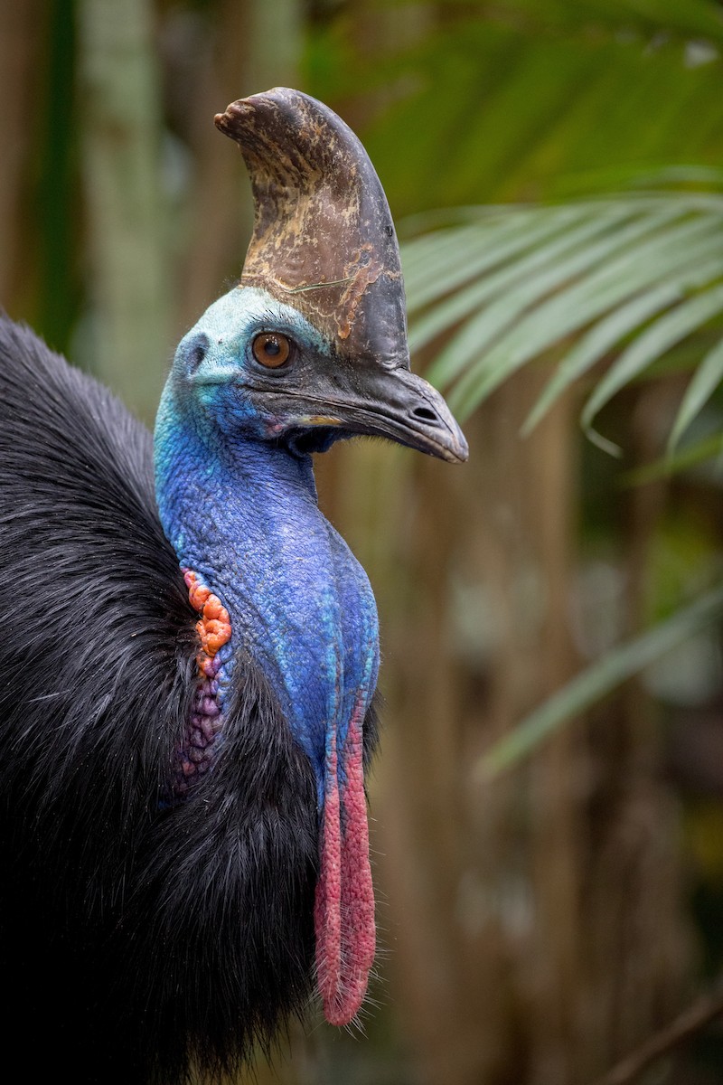 Southern Cassowary - ML81162891