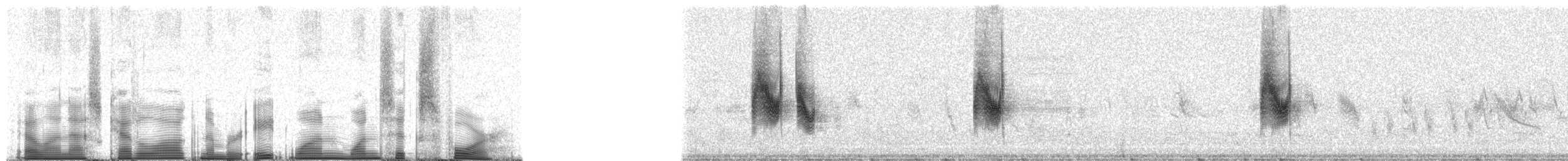 papegøyefrøeter - ML81164