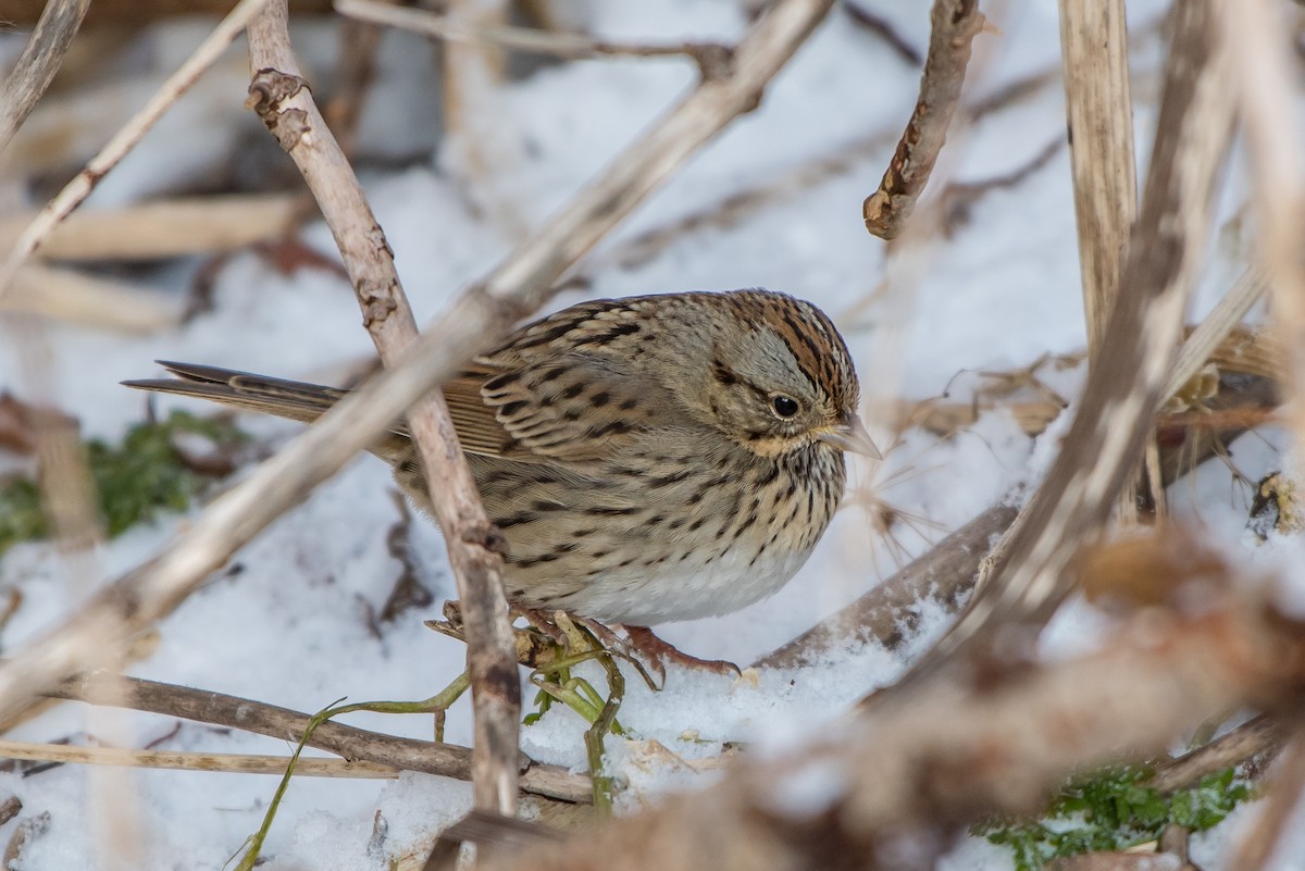 Lincoln's Sparrow - ML81165111