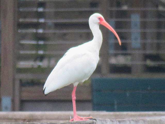 White Ibis - ML81167061