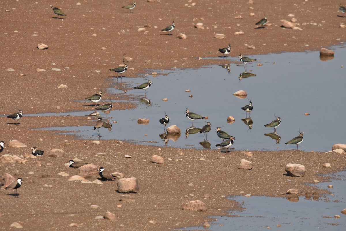 Northern Lapwing - Giora Leitner