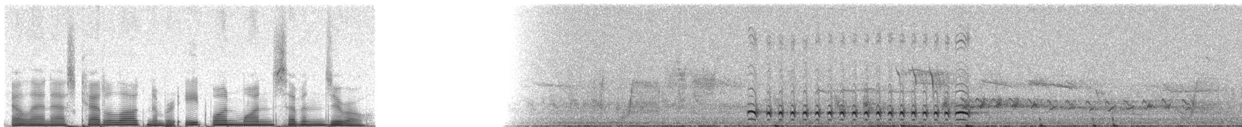 Collared Antshrike - ML81170