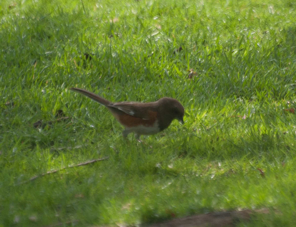 Eastern Towhee - ML81170071