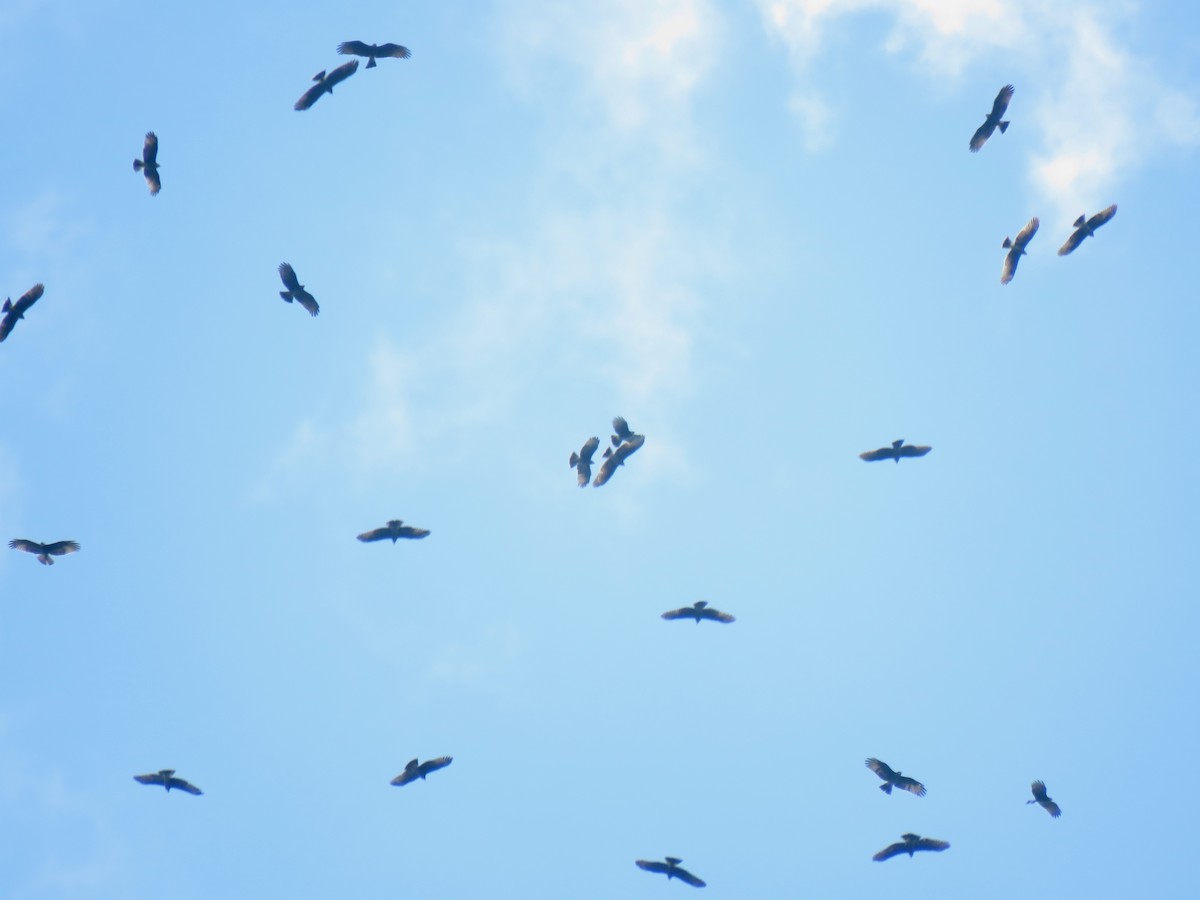 Turkey Vulture - ML81173311