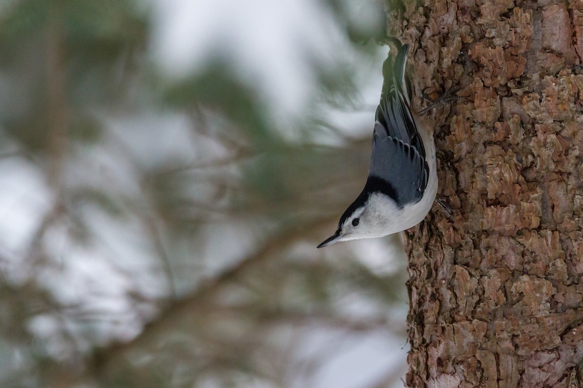 White-breasted Nuthatch - Bruce Gates