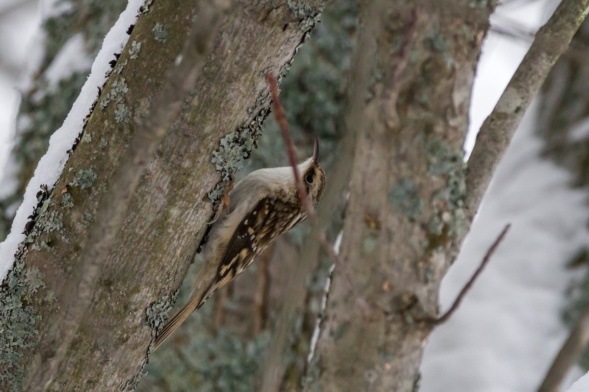 Brown Creeper - ML81174091