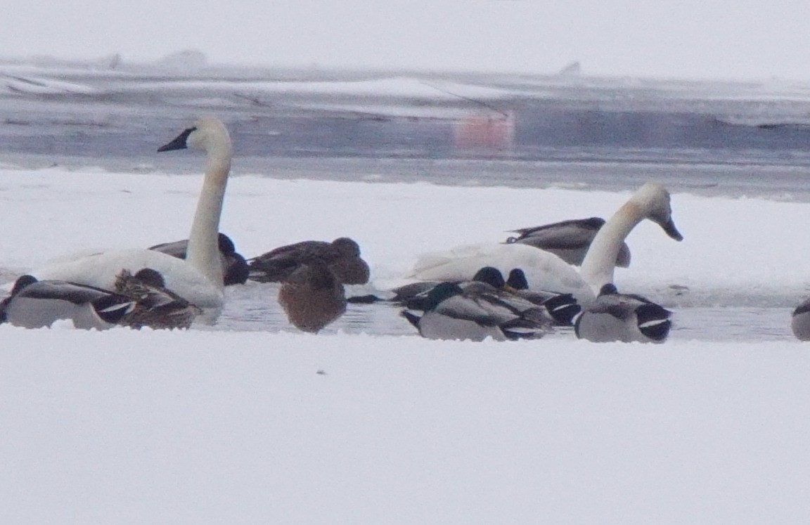 Trumpeter Swan - ML81174361