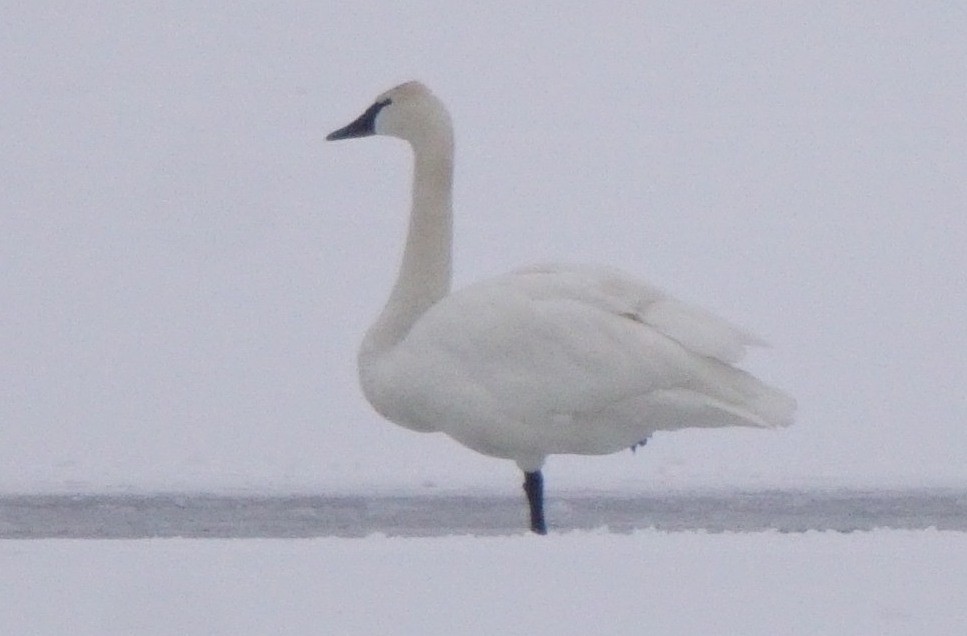 Trumpeter Swan - Dennis Mersky