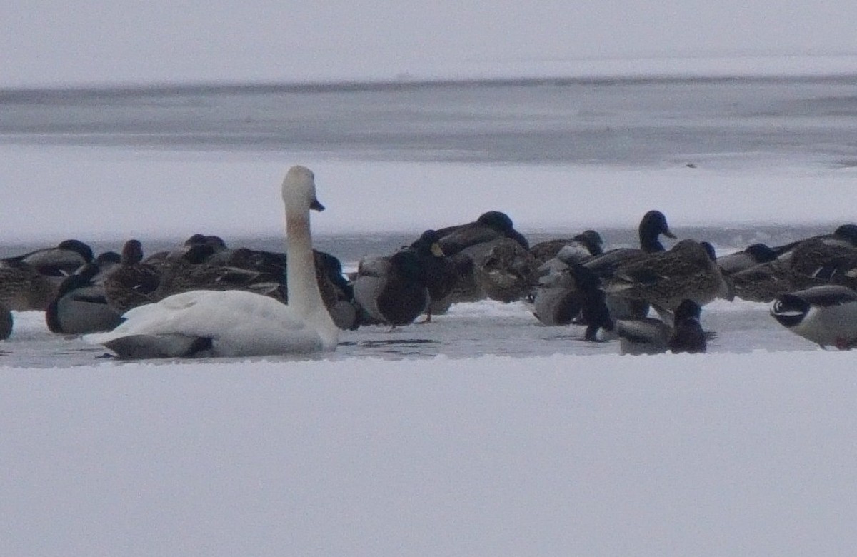 Ring-necked Duck - ML81174861