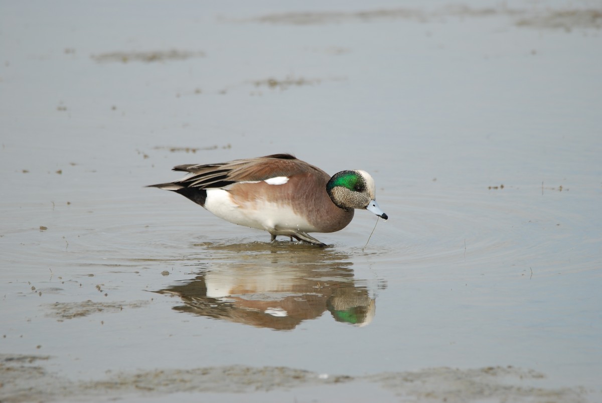 Canard d'Amérique - ML81176231