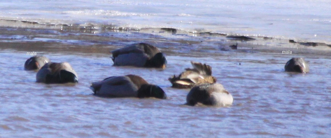 Green-winged Teal - ML81176861