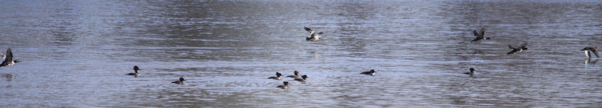 Hooded Merganser - ML81177901