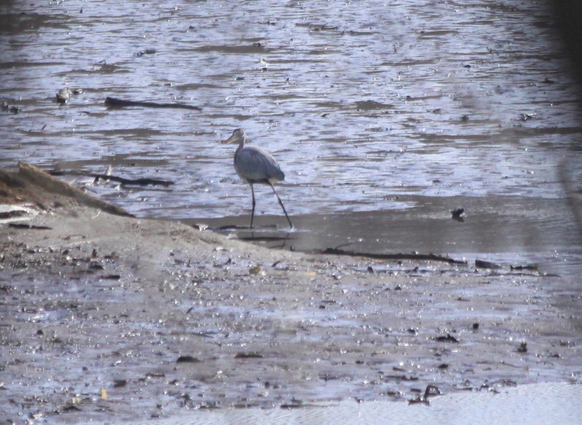 Great Blue Heron - ML81178241