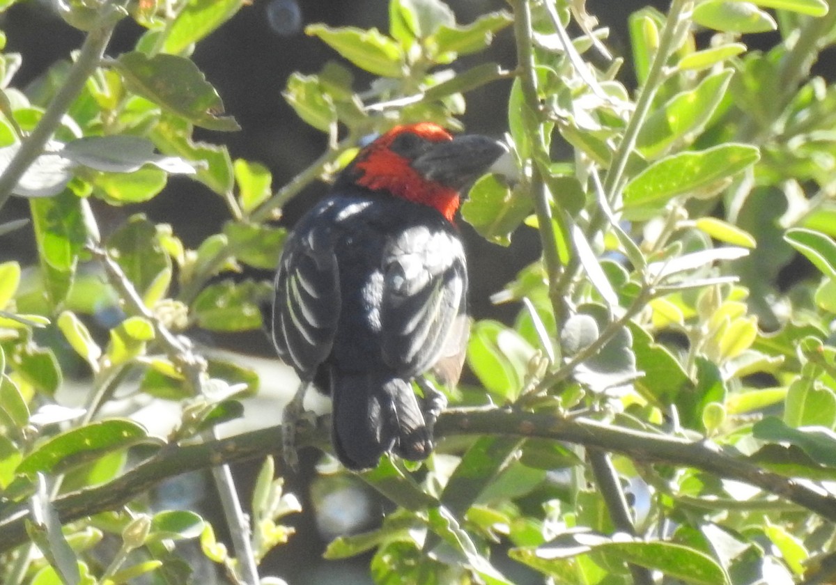 Black-billed Barbet - bob butler