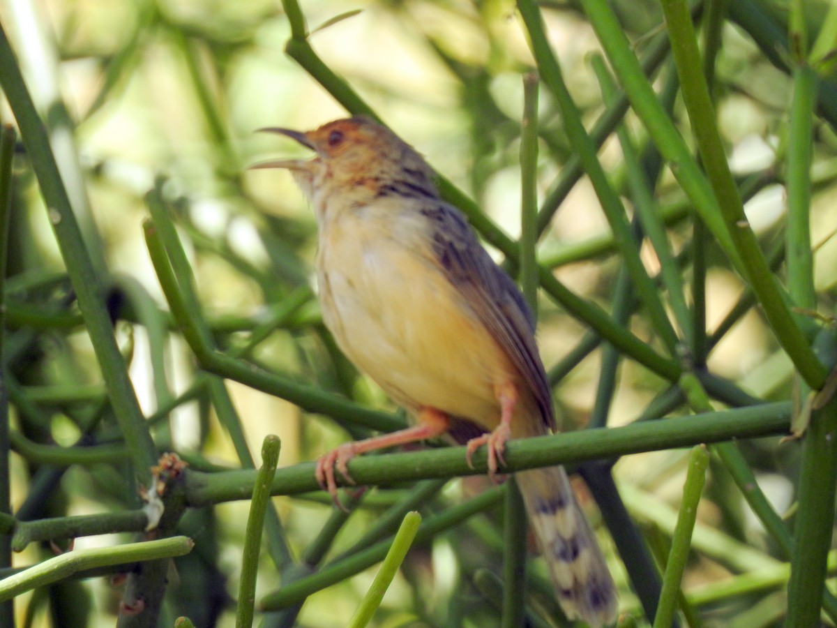 Red-faced Cisticola - bob butler