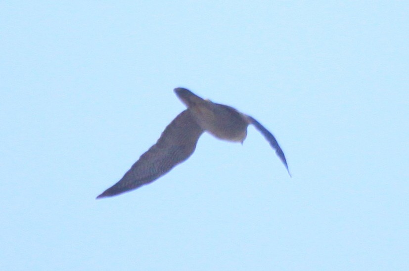 Peregrine Falcon - ML81180071