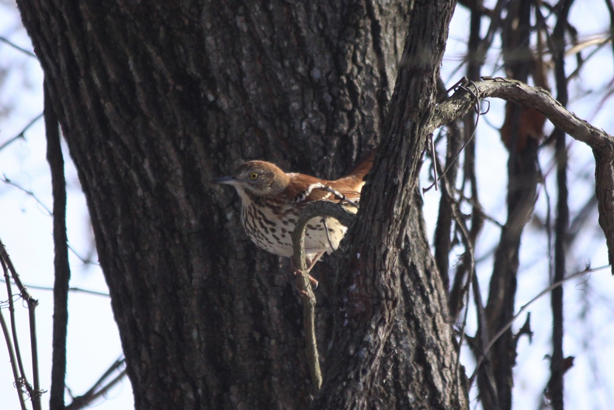 Brown Thrasher - ML81180361