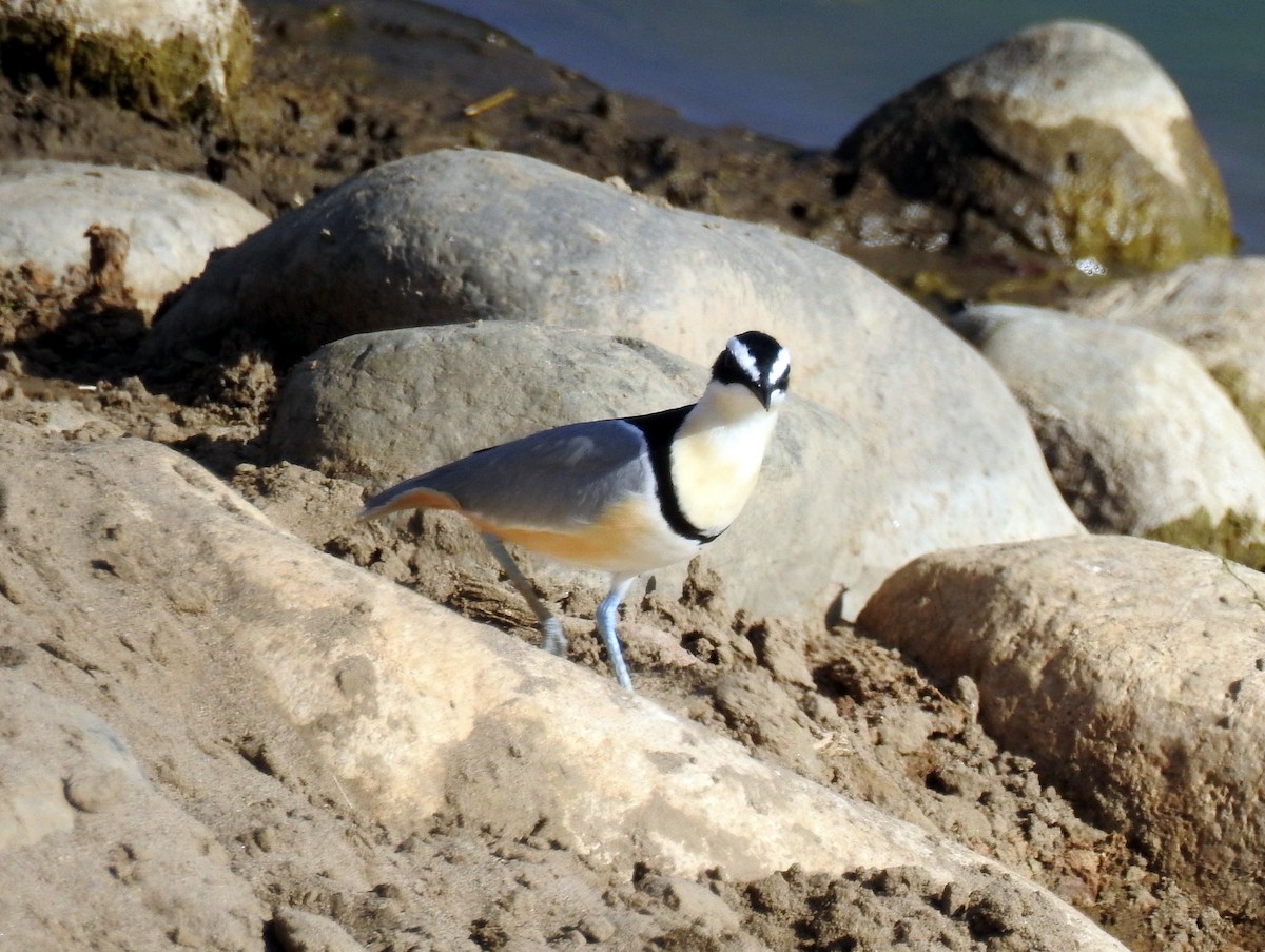 Egyptian Plover - ML81180841