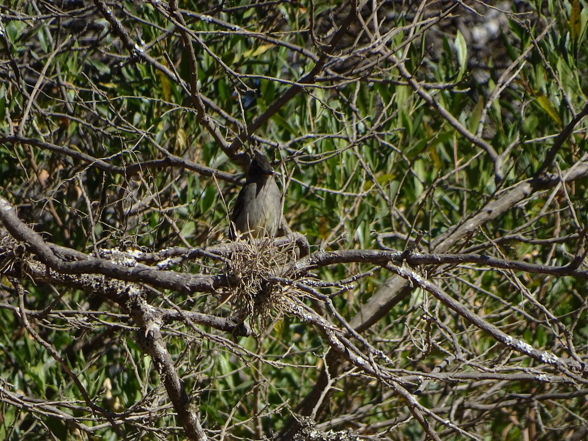 Greater Pewee - ML81180851