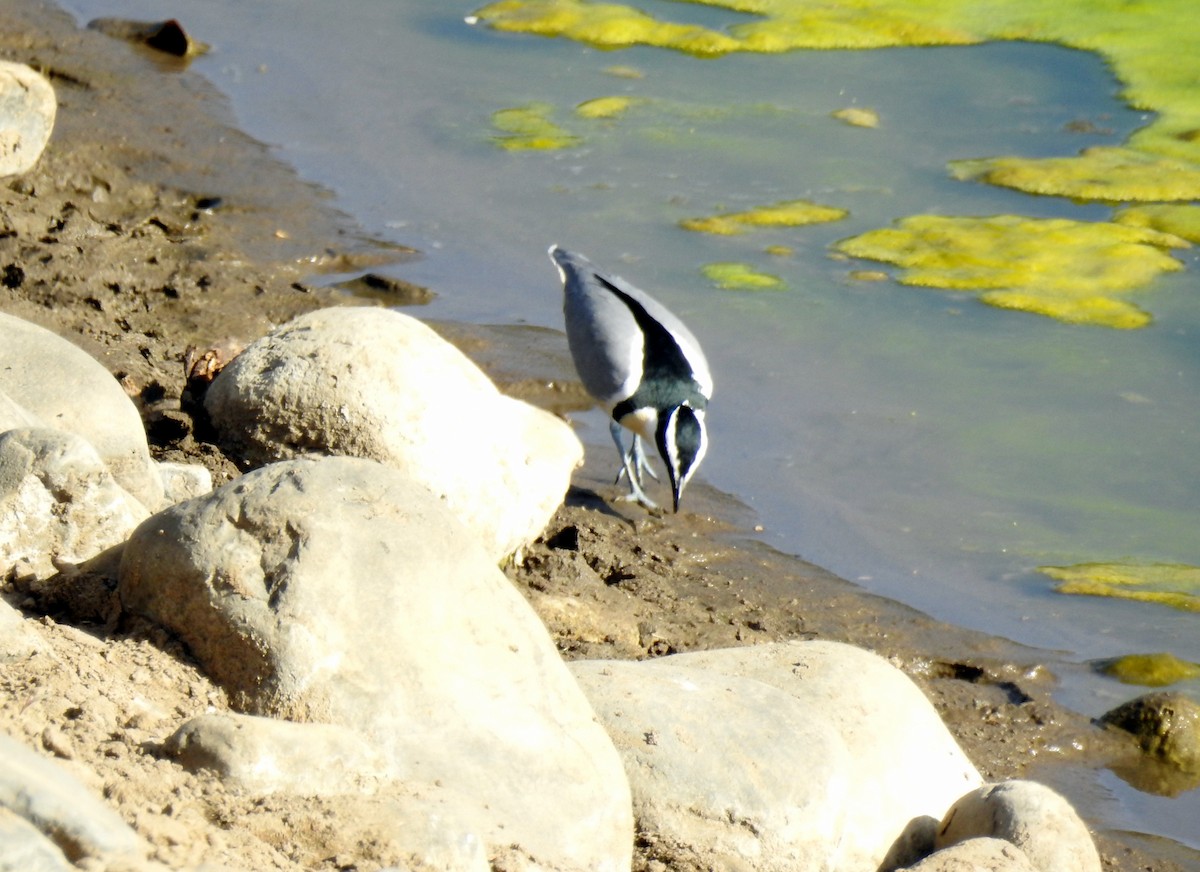 Egyptian Plover - ML81180991