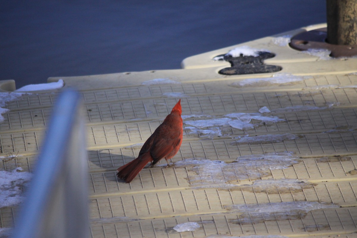 Northern Cardinal - Kathy Richardson