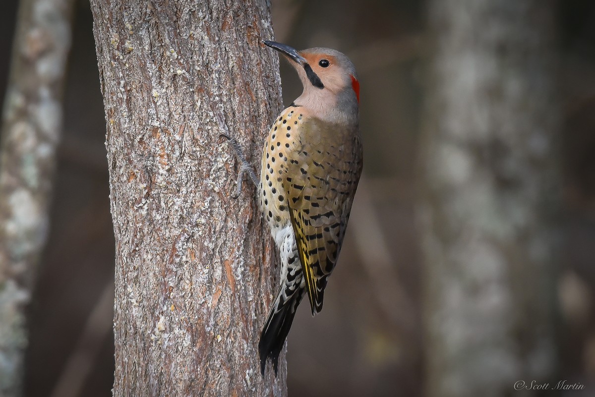 Northern Flicker - ML81182411