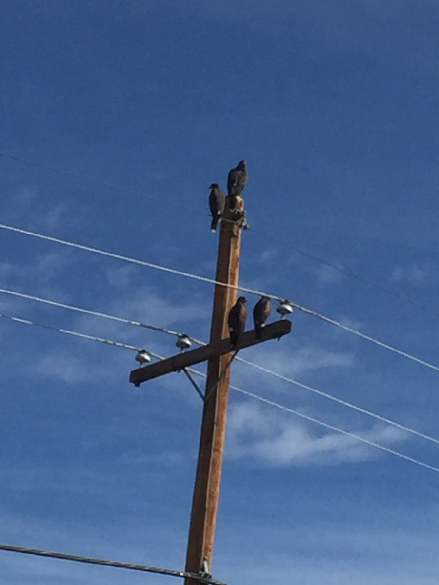 Harris's Hawk - ML81183171