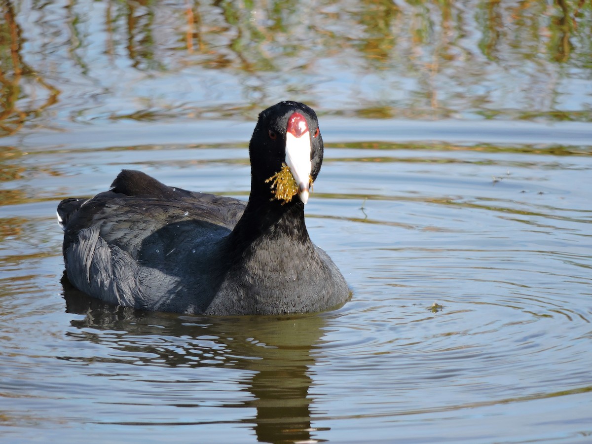 American Coot - ML81183851