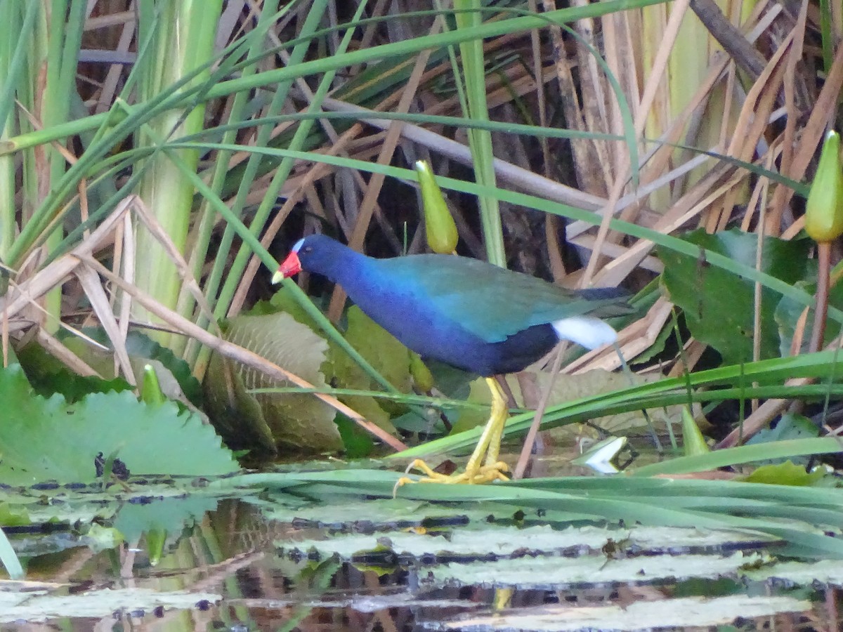 Purple Gallinule - Alfonso Auerbach