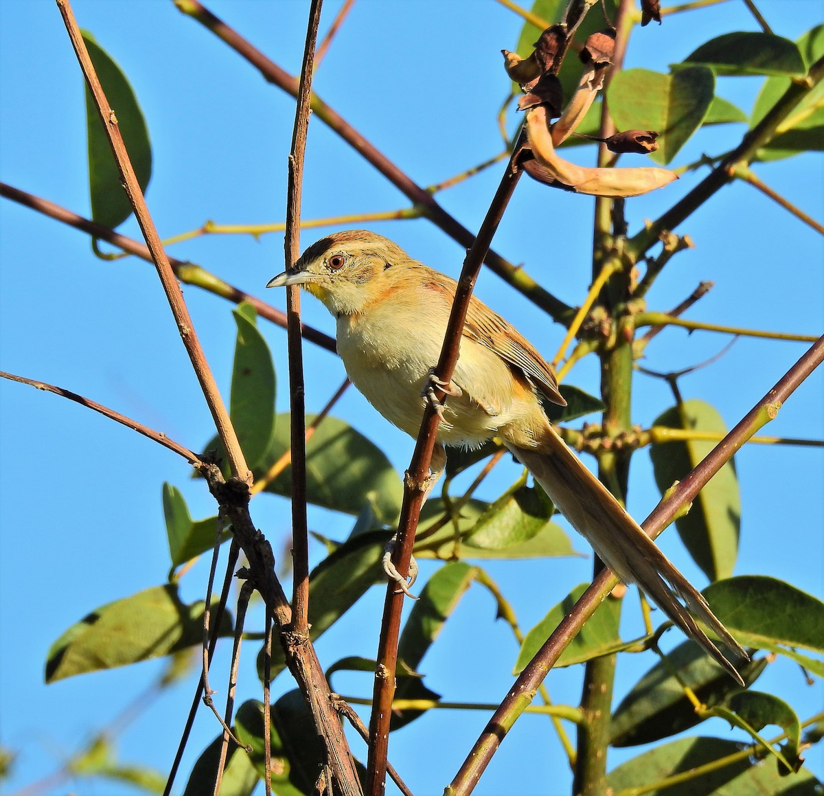 Chotoy Spinetail - ML81188091