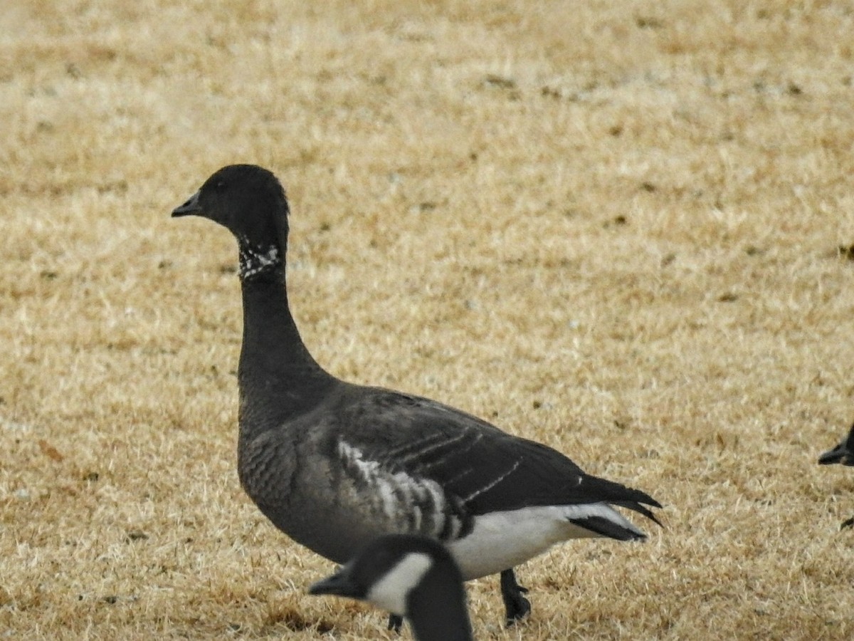 Brant (Black) - ML81188551