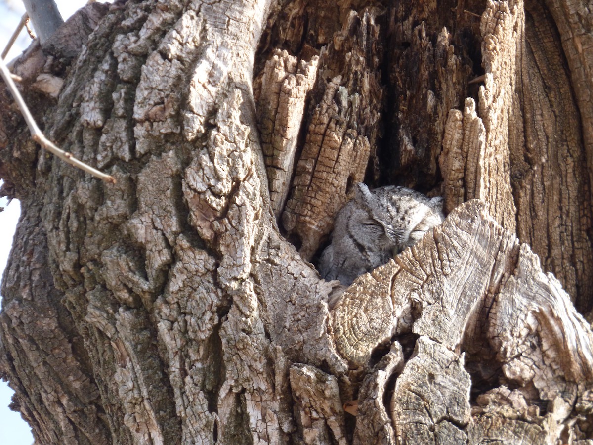 Western Screech-Owl - ML81189931