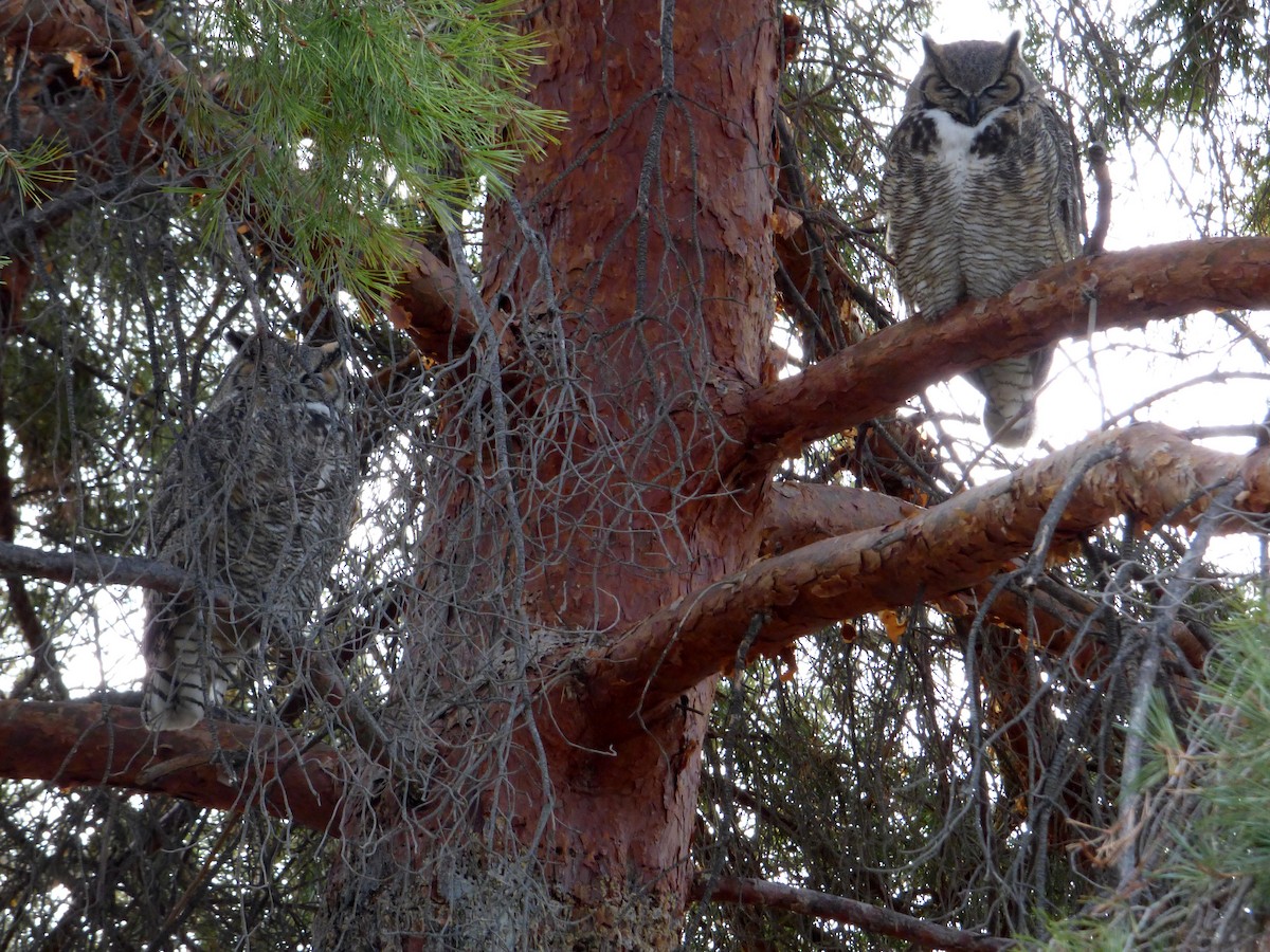 Great Horned Owl - ML81190121