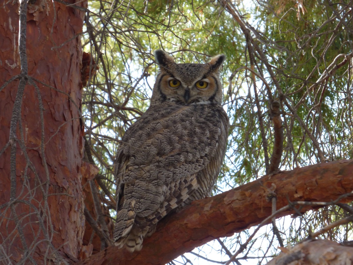 Great Horned Owl - ML81190141