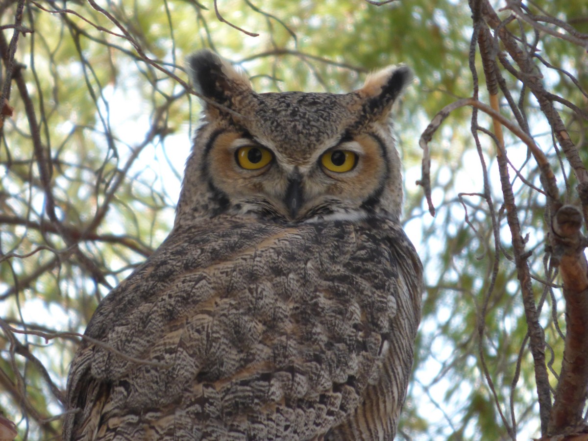 Great Horned Owl - ML81190151