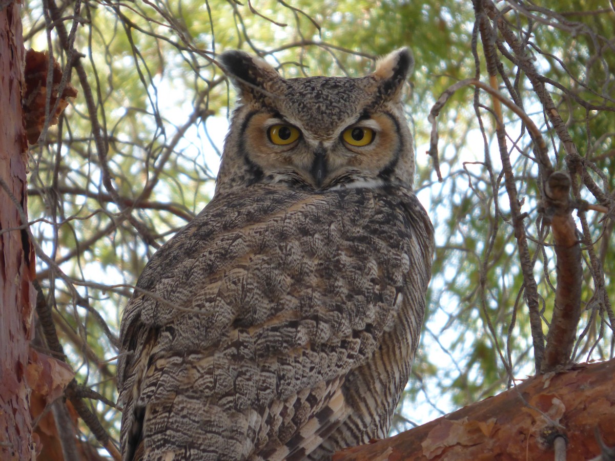 Great Horned Owl - ML81190161