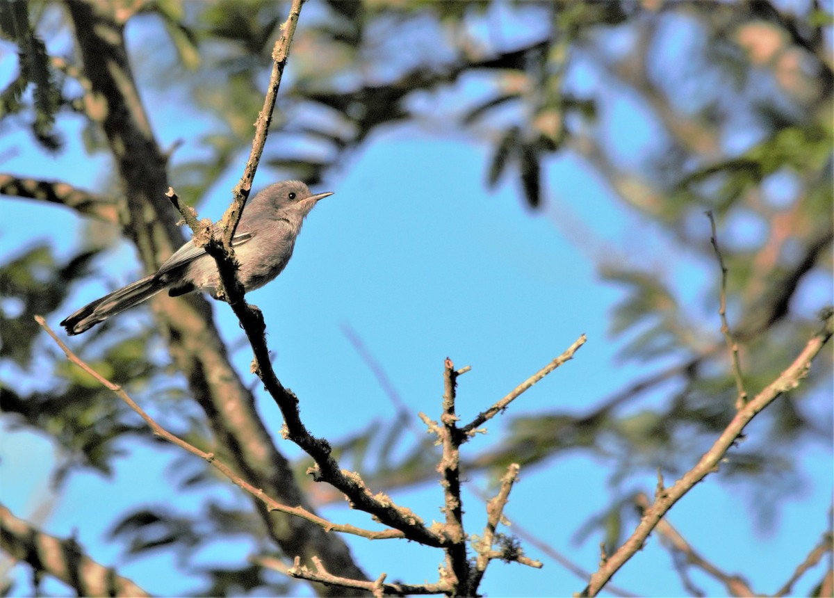 Masked Gnatcatcher - Cláudio Jorge De Castro Filho