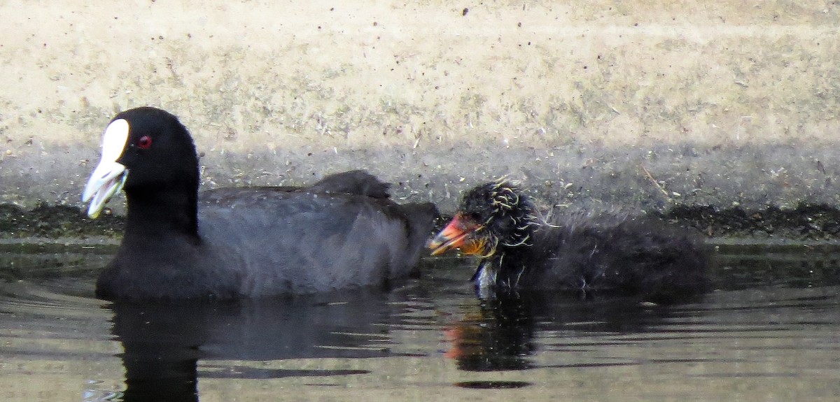 Eurasian Coot - ML81192981