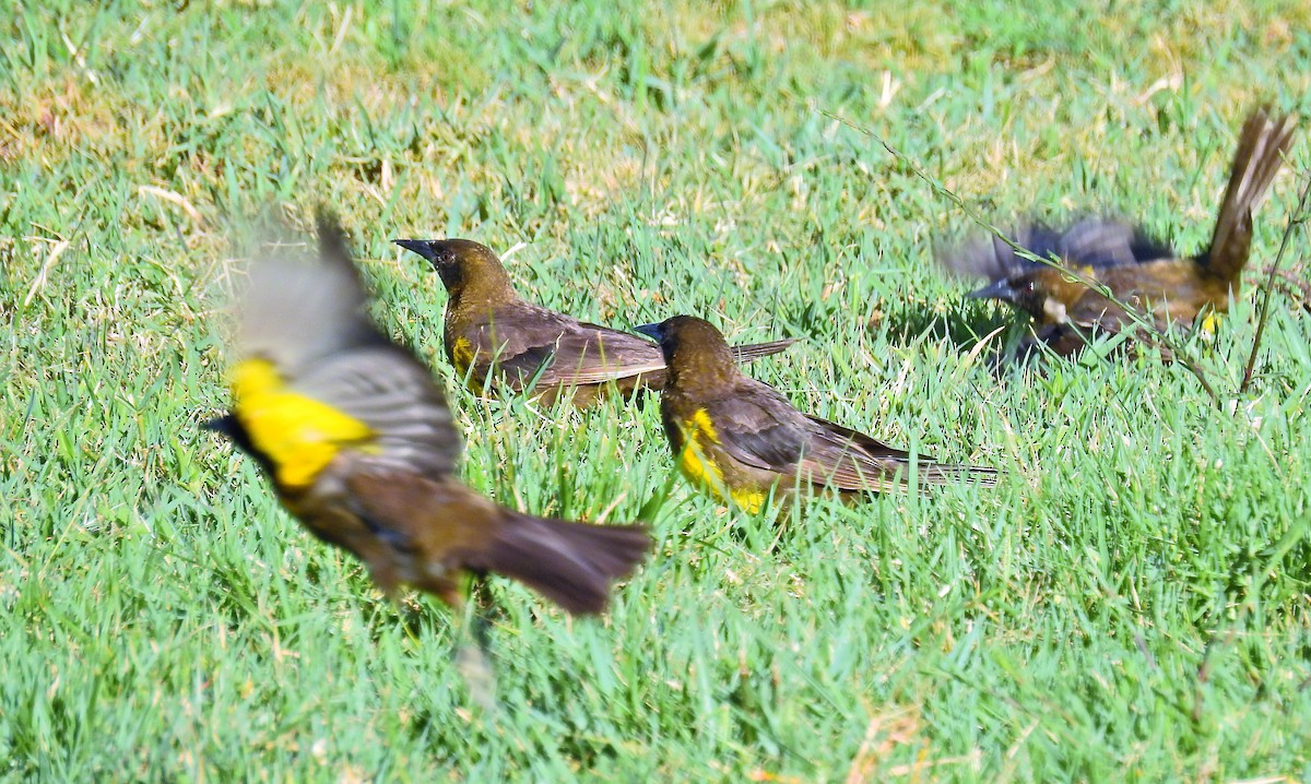 Brown-and-yellow Marshbird - Cláudio Jorge De Castro Filho