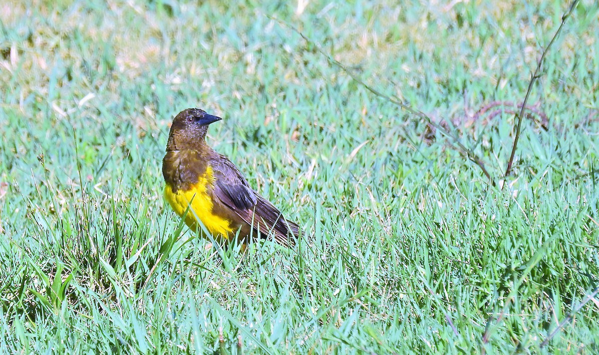 Brown-and-yellow Marshbird - Cláudio Jorge De Castro Filho