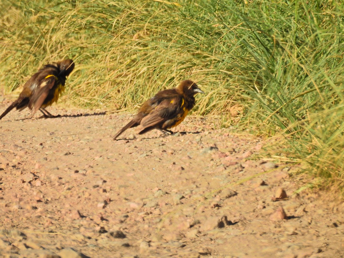 Brown-and-yellow Marshbird - Cláudio Jorge De Castro Filho