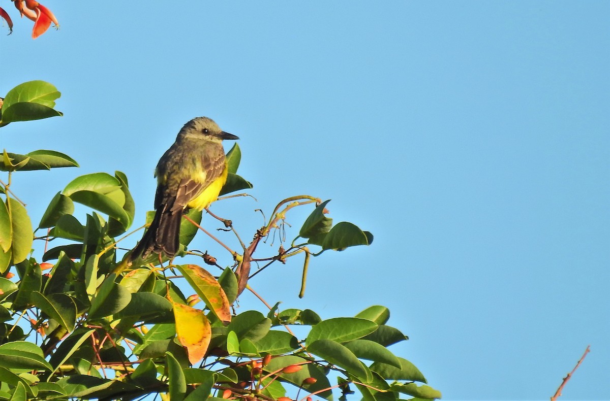 Tropical Kingbird - Cláudio Jorge De Castro Filho