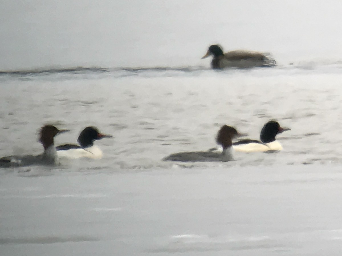 Common Merganser - ML81193851