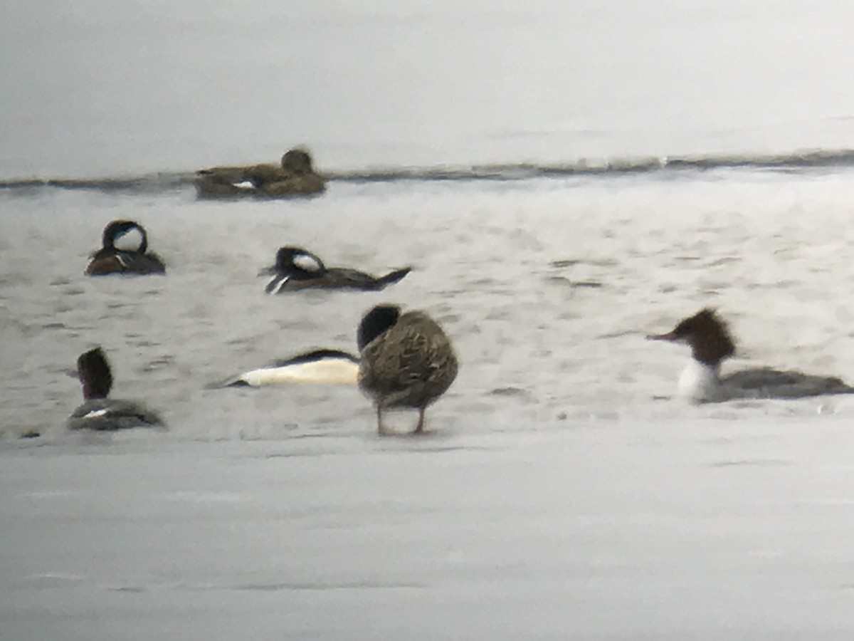 Common Merganser - ML81193891