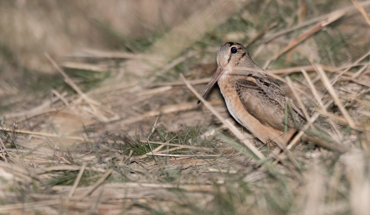 American Woodcock - ML81194571